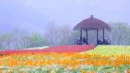 浙江杭州：径山花海春色如画