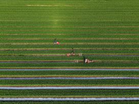 安徽亳州：农民抢抓农时促增收