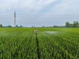 安徽亳州：农民抢抓农时促增收