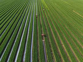 安徽亳州：农民抢抓农时促增收