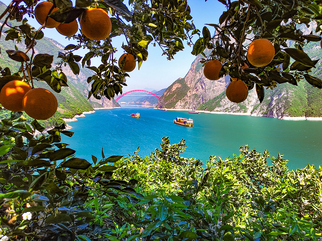 湖北宜昌：船舶行驶在长江西陵峡江面上