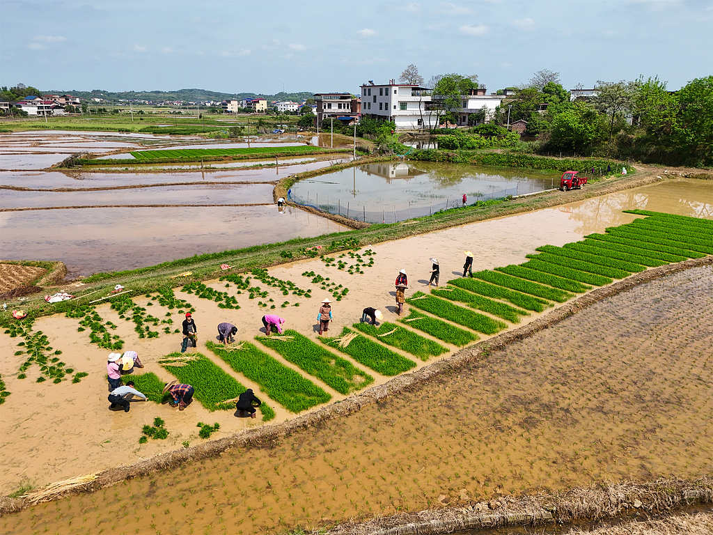 湖南衡阳：农民在田间栽插早稻秧苗