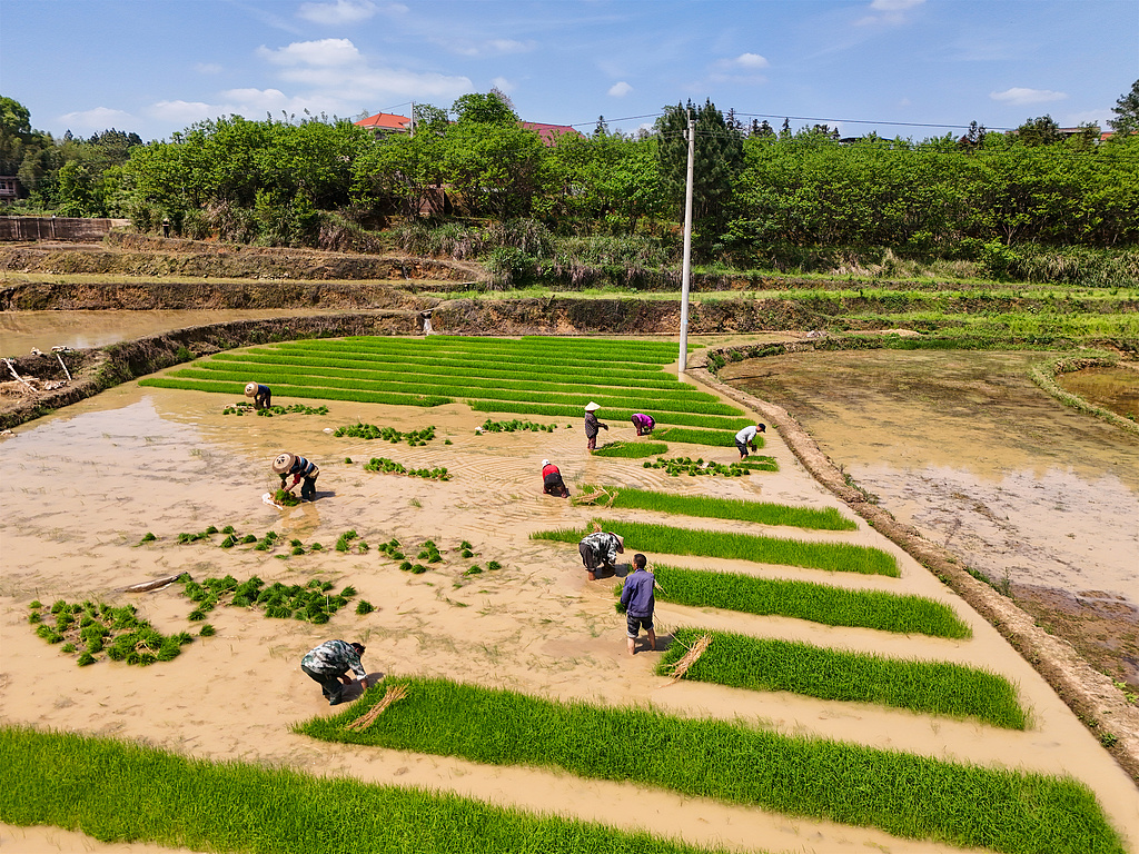 湖南衡阳：农民在田间栽插早稻秧苗