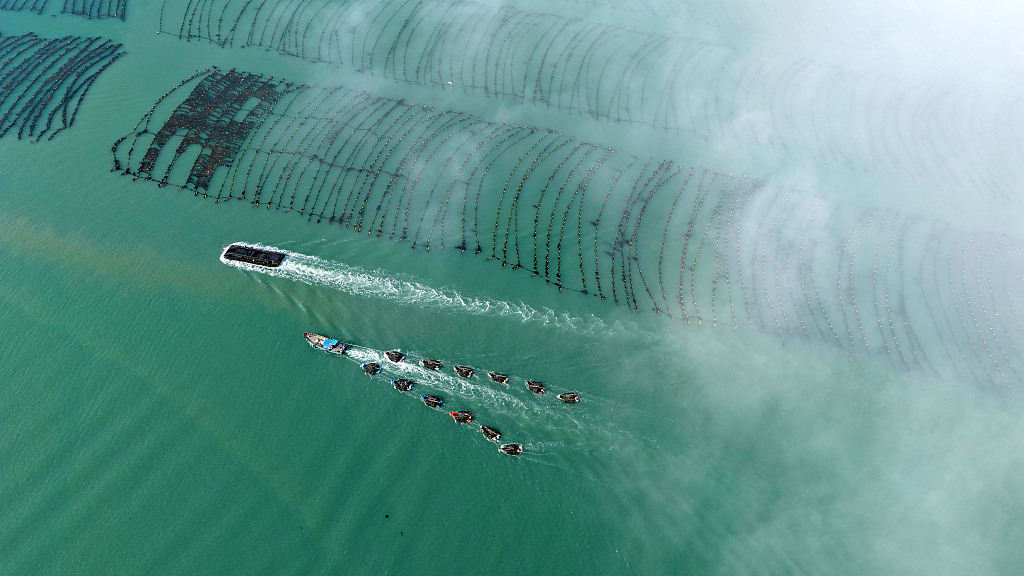 山东荣成：养殖工人驾驶渔船返回码头