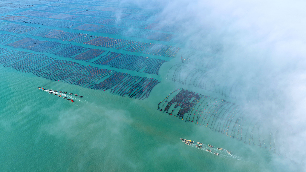 山东荣成：养殖工人驾驶渔船返回码头