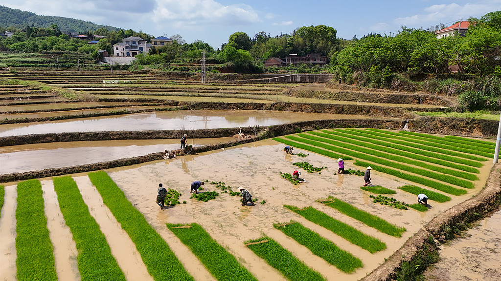 湖南衡阳：农民在田间栽插早稻秧苗