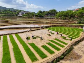 湖南衡阳：农民在田间栽插早稻秧苗