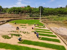 湖南衡阳：农民在田间栽插早稻秧苗