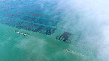 山东荣成：养殖工人驾驶渔船返回码头