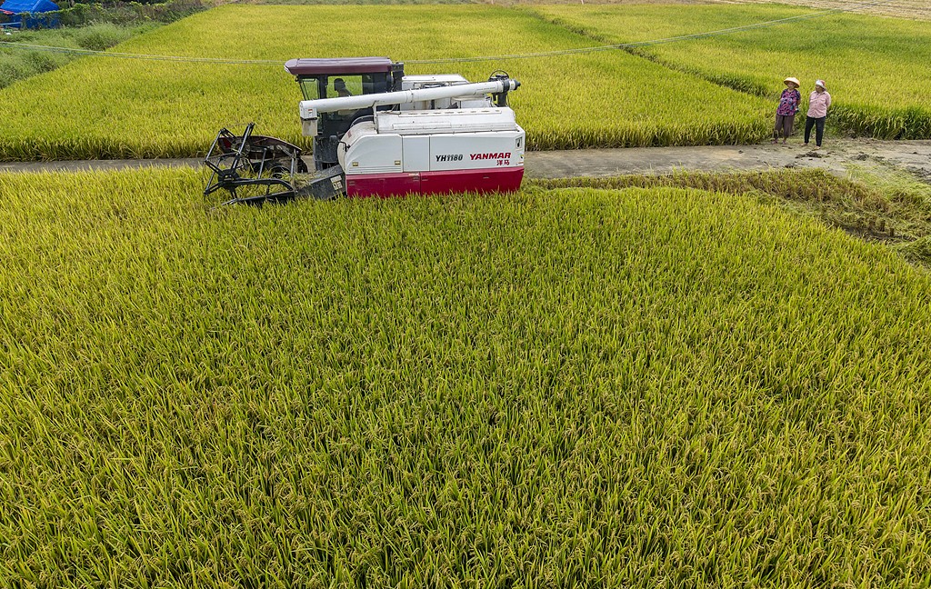 海南琼海：农民收割早稻