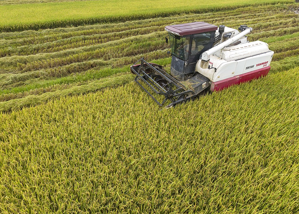 海南琼海：农民收割早稻