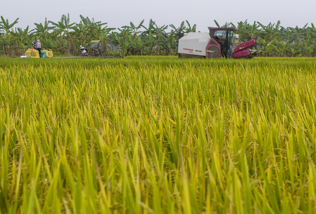 海南琼海：农民收割早稻