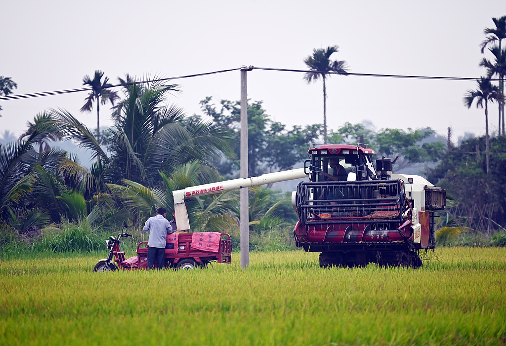海南琼海：农民收割早稻