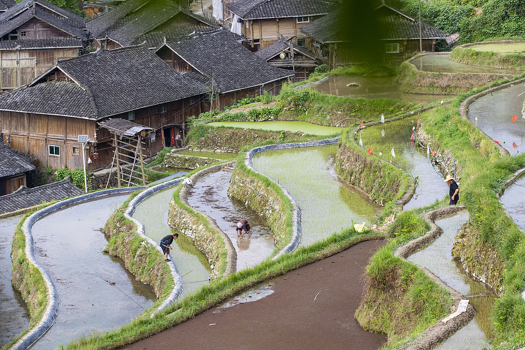 贵州从江：农民在梯田里进行农事活动