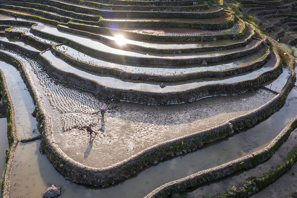 贵州从江：农民在梯田里进行农事活动