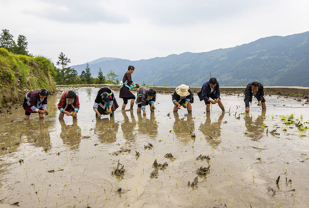 贵州从江：农民在梯田里进行农事活动