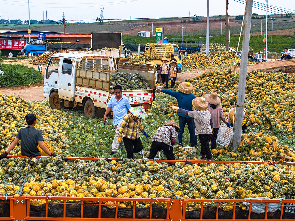 广东湛江：万亩徐闻菠萝迎丰收季