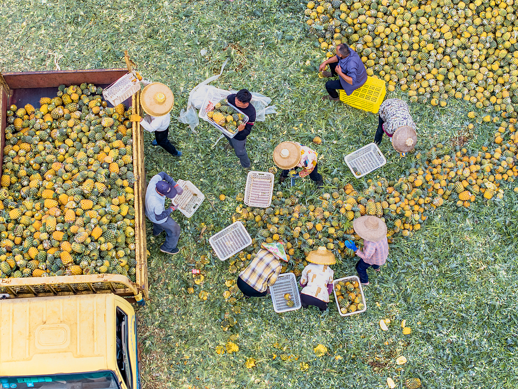 广东湛江：万亩徐闻菠萝迎丰收季