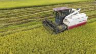 海南琼海：农民收割早稻