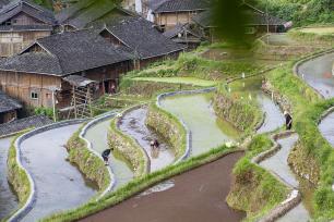 贵州从江：农民在梯田里进行农事活动