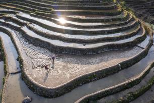 贵州从江：农民在梯田里进行农事活动