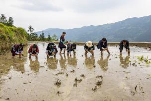 贵州从江：农民在梯田里进行农事活动