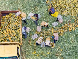 广东湛江：万亩徐闻菠萝迎丰收季