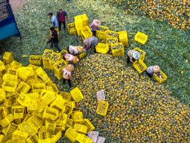 广东湛江：万亩徐闻菠萝迎丰收季