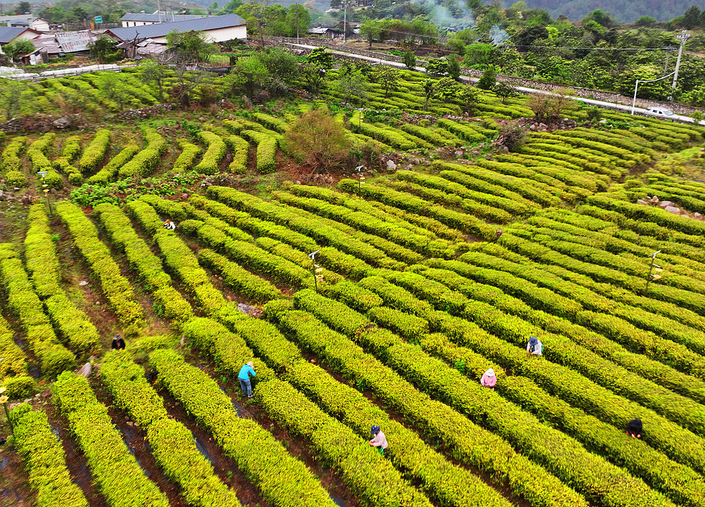 西藏林芝：千亩茶园进入春茶采摘期