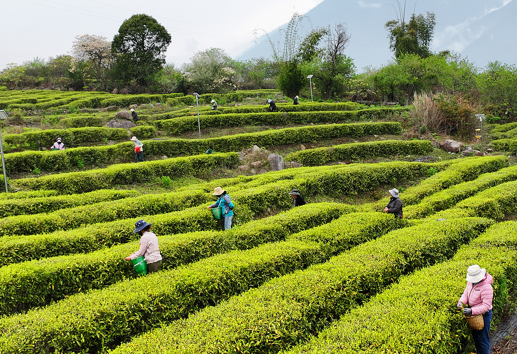 西藏林芝：千亩茶园进入春茶采摘期