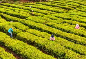 西藏林芝：千亩茶园进入春茶采摘期