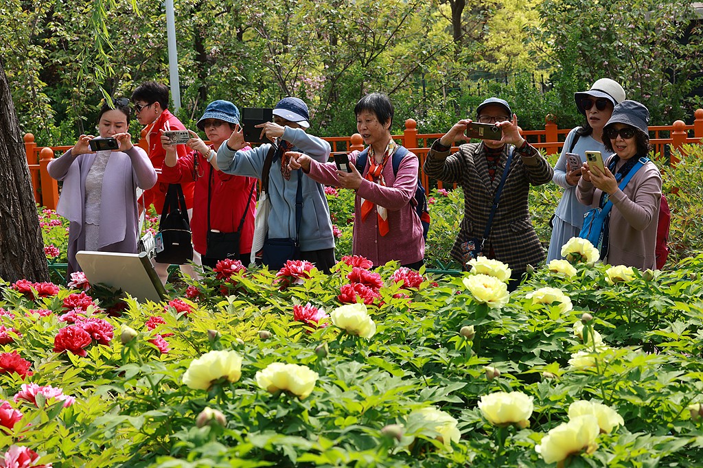 北京：太阳宫公园牡丹盛放迎客来