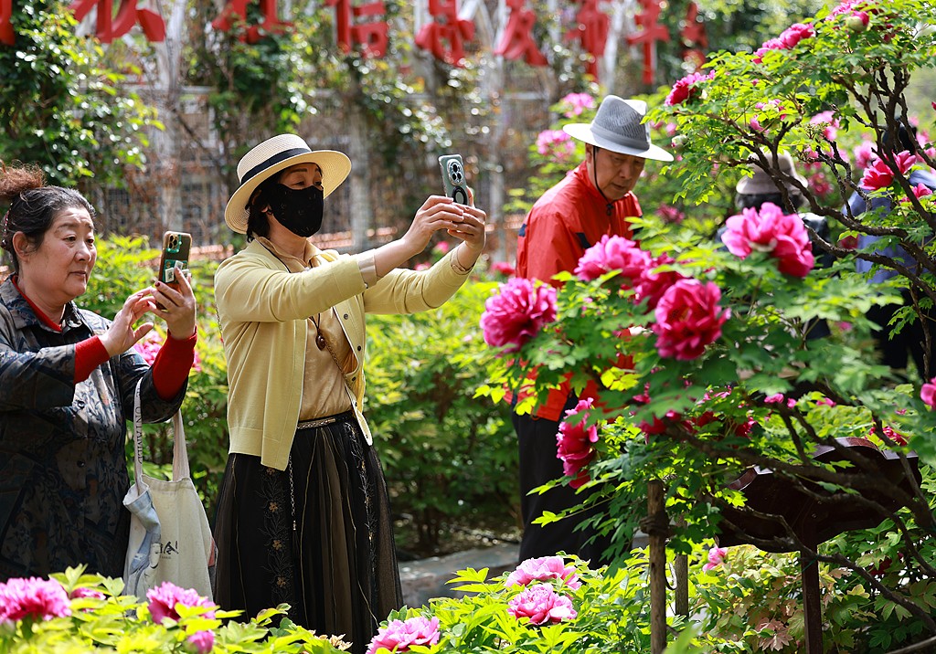 北京：太阳宫公园牡丹盛放迎客来