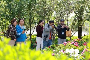北京：太阳宫公园牡丹盛放迎客来