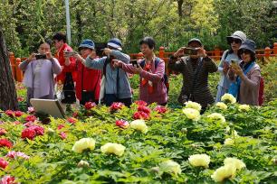 北京：太阳宫公园牡丹盛放迎客来