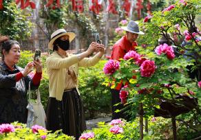 北京：太阳宫公园牡丹盛放迎客来