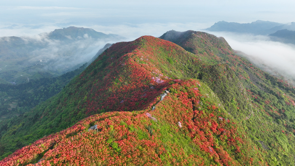 贵州黔东南：龙泉山万亩杜鹃花迎盛花期