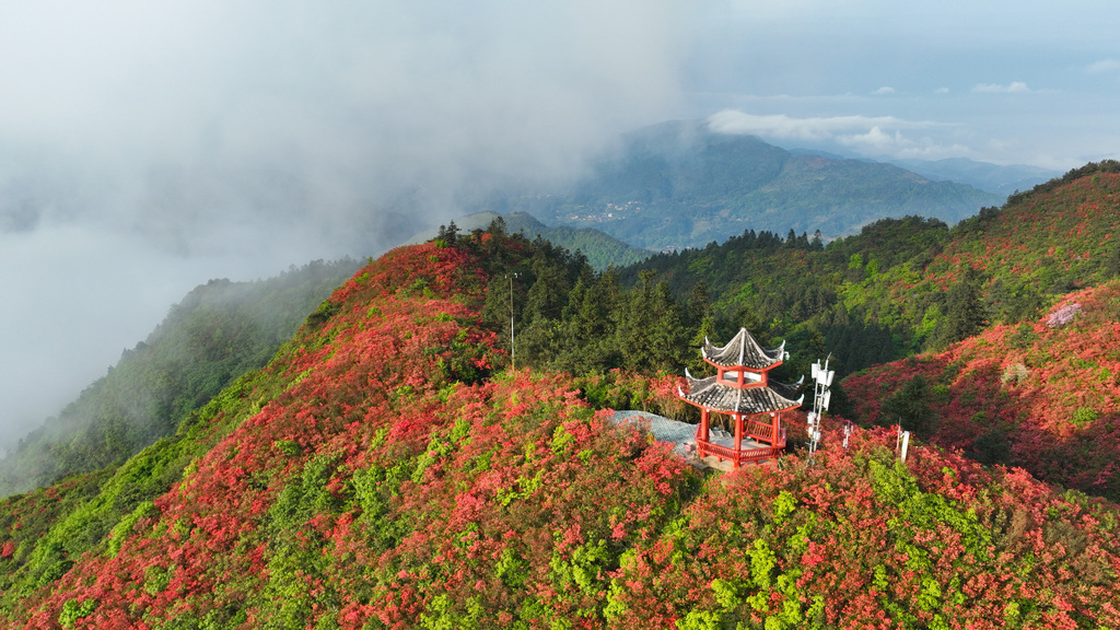 贵州黔东南：龙泉山万亩杜鹃花迎盛花期