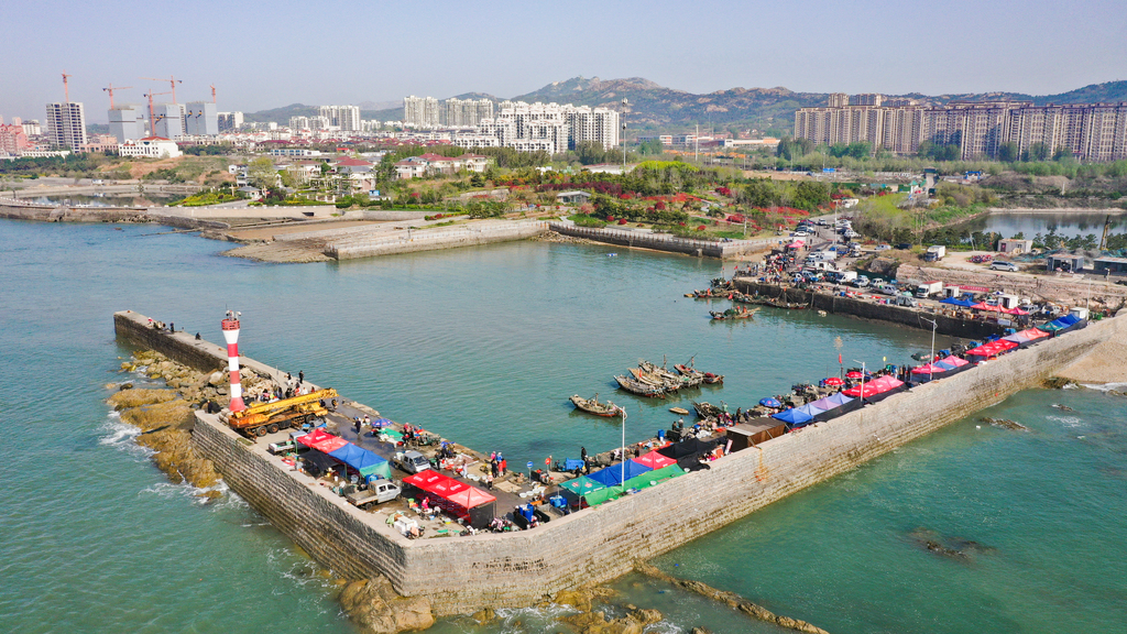 山东日照：伏季休渔期临近 渔船返港备休渔