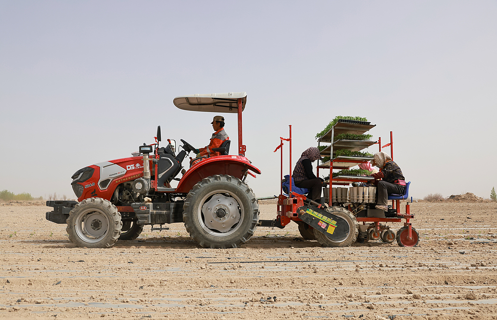 甘肃酒泉：机械化助力番茄移栽
