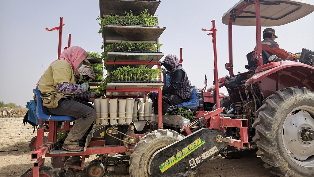 甘肃酒泉：机械化助力番茄移栽