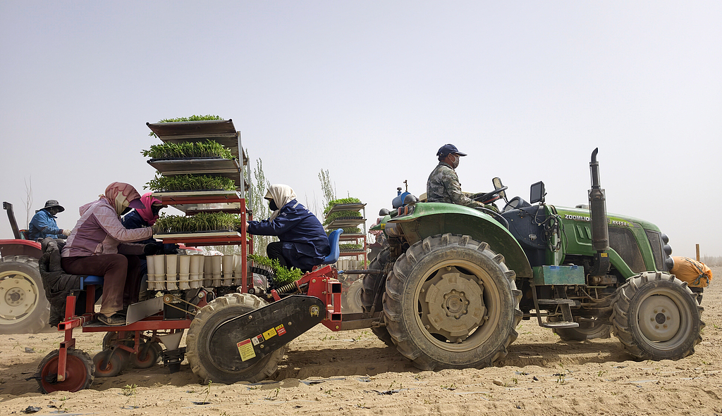 甘肃酒泉：机械化助力番茄移栽