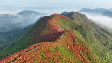 贵州黔东南：龙泉山万亩杜鹃花迎盛花期