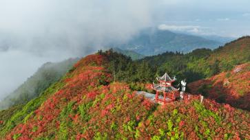贵州黔东南：龙泉山万亩杜鹃花迎盛花期