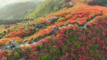 贵州黔东南：龙泉山万亩杜鹃花迎盛花期