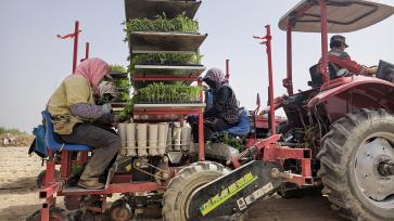 甘肃酒泉：机械化助力番茄移栽