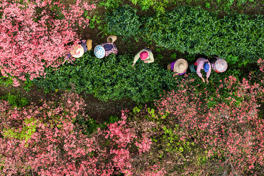 安徽旌德：茶农采摘春茶供应市场