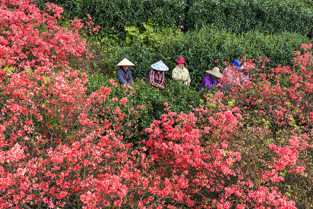 安徽旌德：茶农采摘春茶供应市场