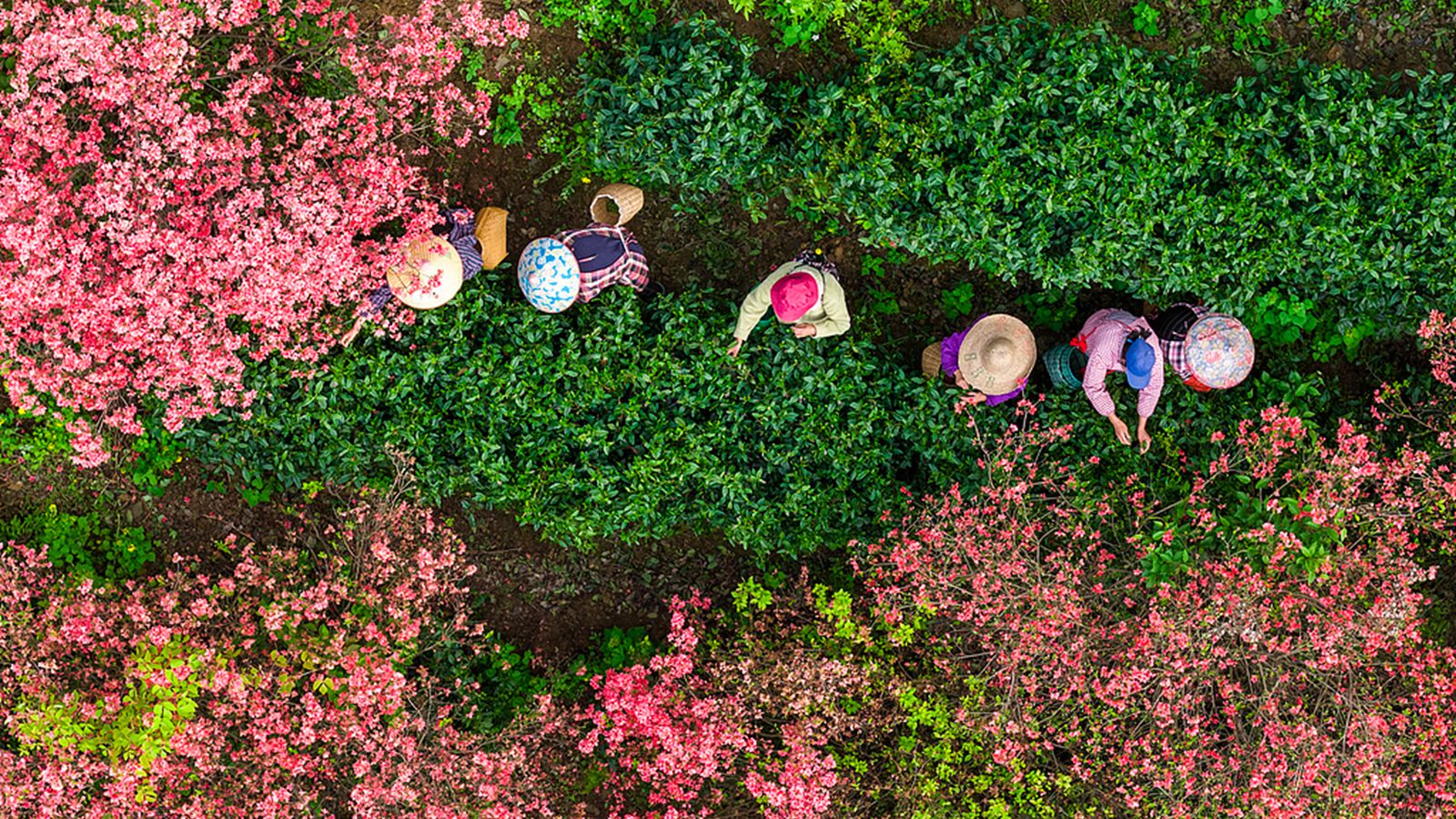 安徽旌德：茶农采摘春茶供应市场