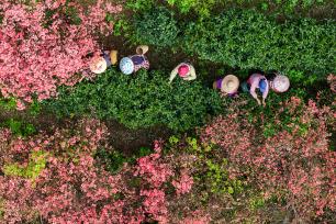 安徽旌德：茶农采摘春茶供应市场